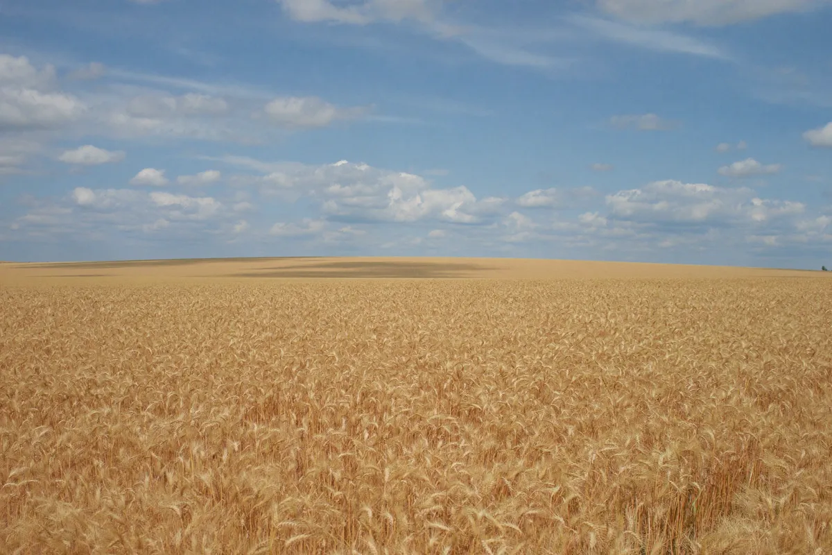 Champ de blé de la plaine de Beauce près de Chartres